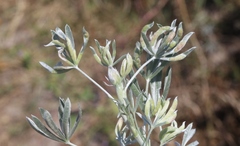 Dasineura lupinorum