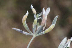 Dasineura lupinorum
