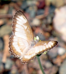 Mestra hersilia