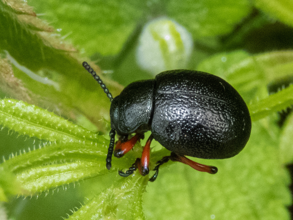 Timarcha calceata