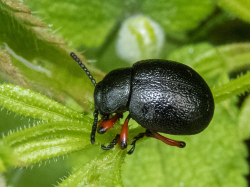 Timarcha calceata
