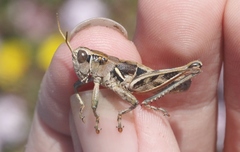 Oedaleonotus phryneicus