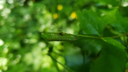American Copper Underwing photo 5