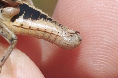 Oedaleonotus phryneicus