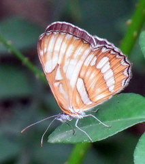 Mestra hersilia