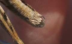 Oedaleonotus phryneicus