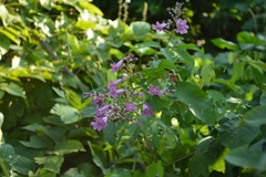 Fridericia patellifera