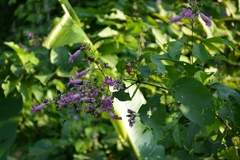 Fridericia patellifera