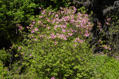 Rhododendron prinophyllum