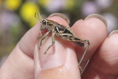 Oedaleonotus phryneicus