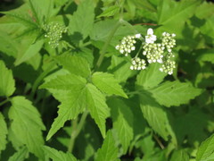 Cardamine leucantha