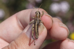 Oedaleonotus phryneicus