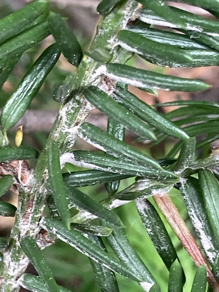 Spruce Spider Mite