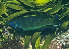 Bluefinned Butterfish photo 2