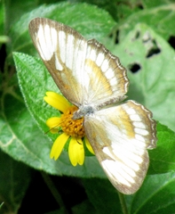 Mestra hersilia