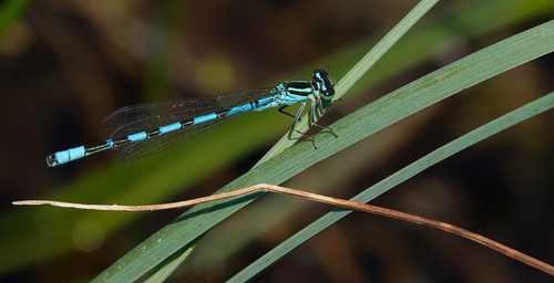 Spearhead bluet, Oisterwijk, NL-NB, NL, photo 9 of 10