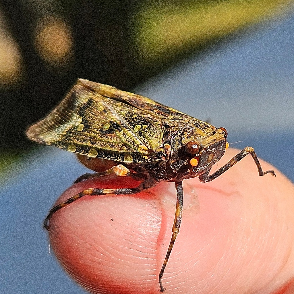 Zeunasa germari