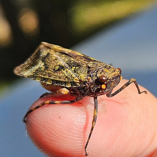 Zeunasa germari