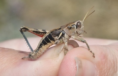 Oedaleonotus phryneicus