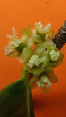 Chaetocarpus myrsinites