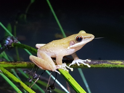 Redwebbed Whitelipped Frog (Chalcorana rufipes) · iNaturalist