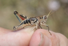 Oedaleonotus phryneicus