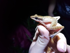 Indosylvirana nicobariensis