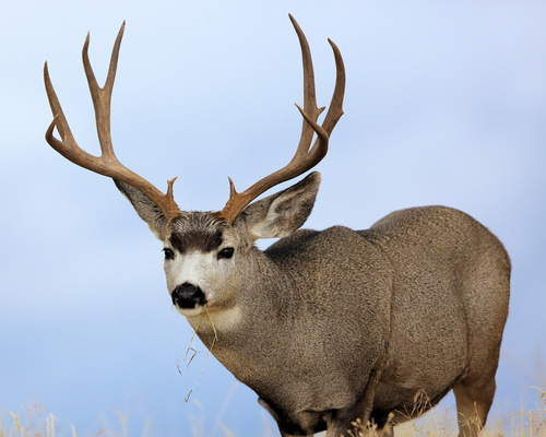 Rocky Mountain Mule Deer photographed in Montana