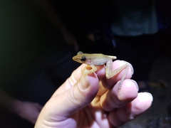 Indosylvirana nicobariensis