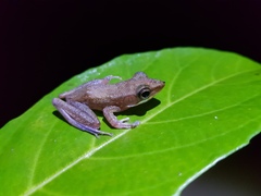 Chalcorana parvaccola