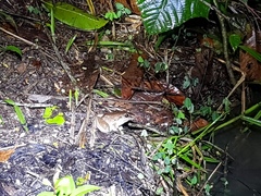 Limnonectes paramacrodon