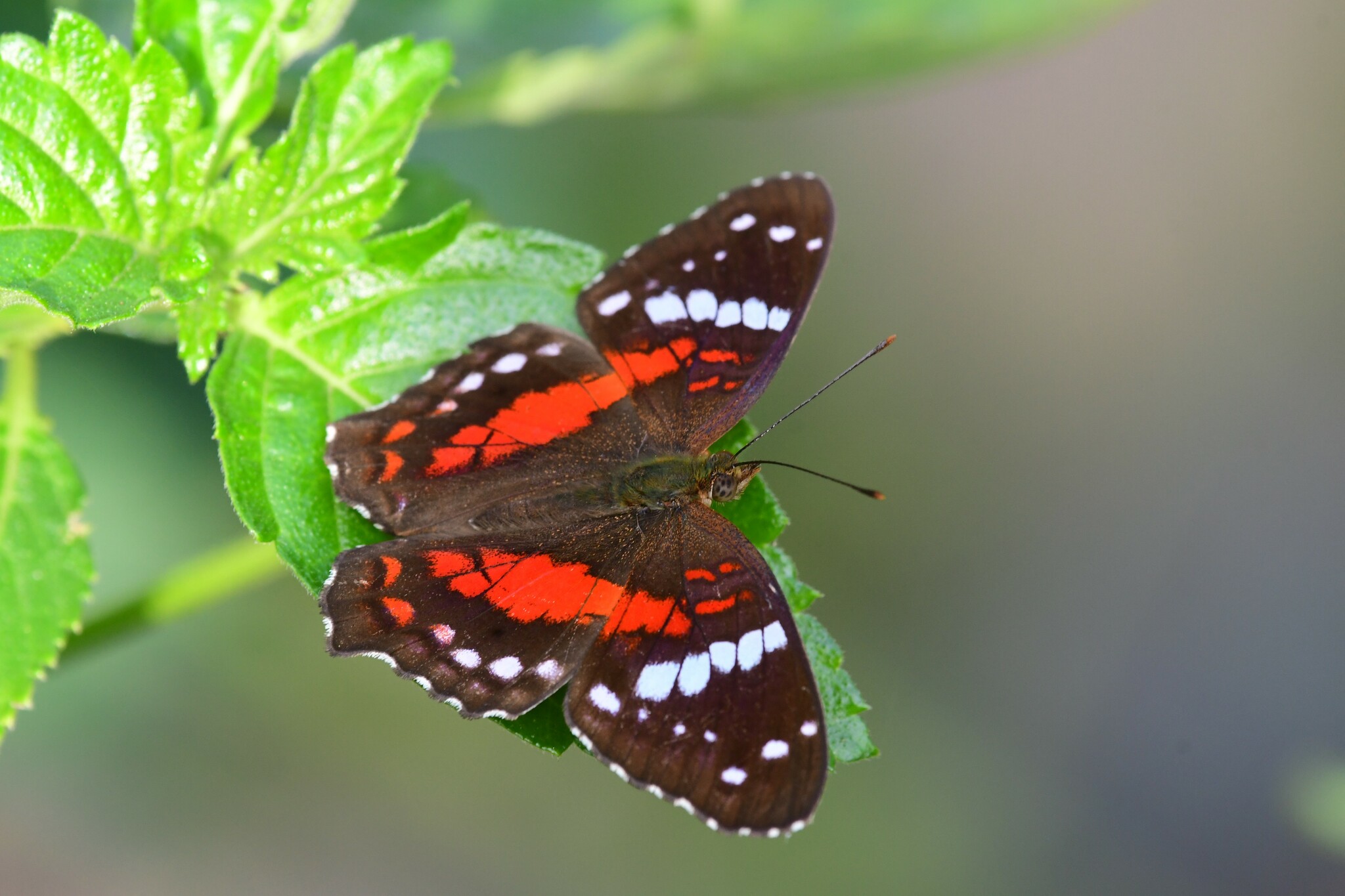 Anartia amathea image