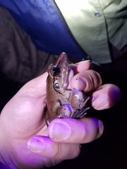 Limnonectes paramacrodon