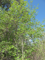Alnus incana tenuifolia