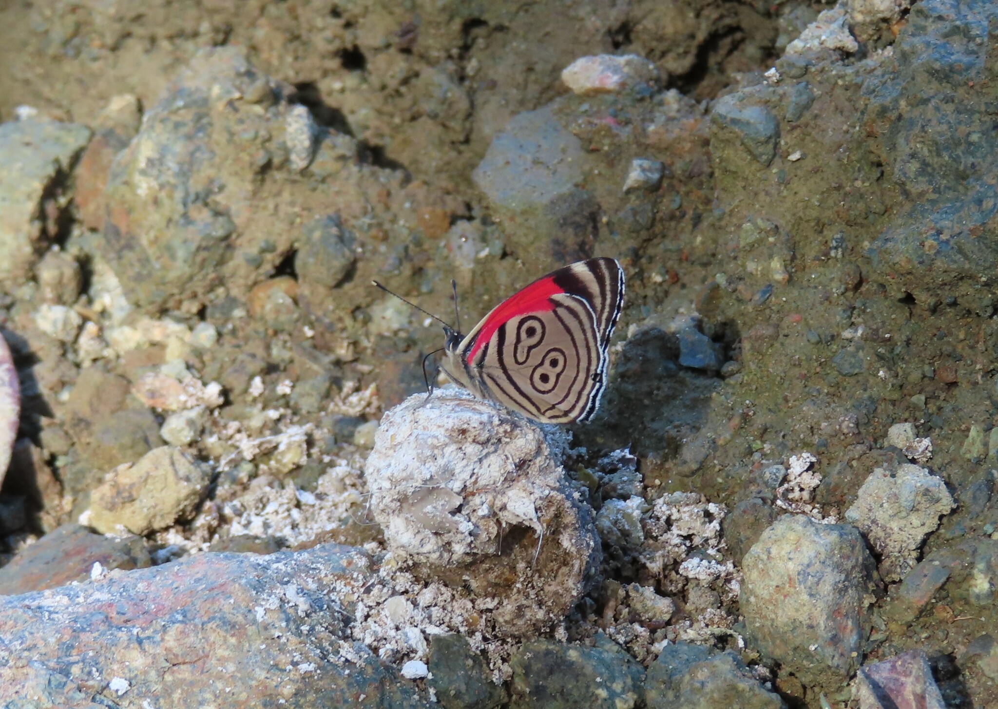 Diaethria clymena image