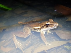 Limnonectes paramacrodon