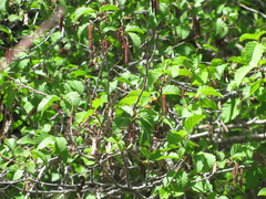 Alnus incana tenuifolia