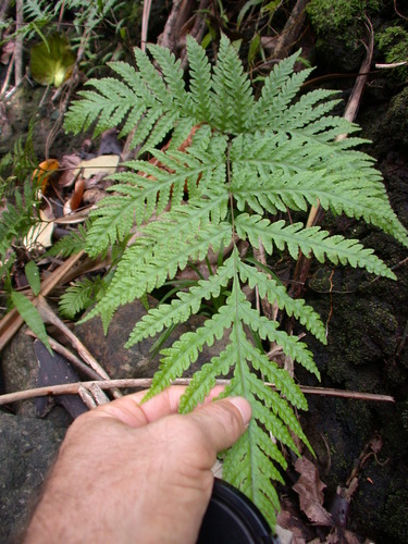 Tectaria jardinii observed 2004-06-19