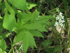 Cardamine leucantha