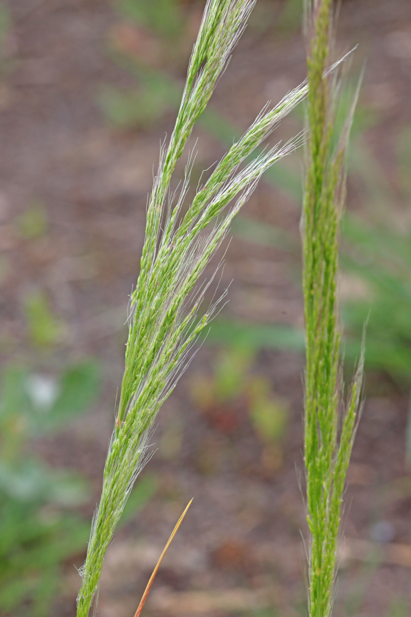 Apera interrupta