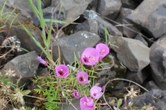 Clarkia arcuata