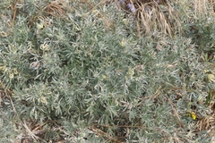 Dasineura lupinorum