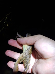 Limnonectes paramacrodon