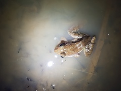 Limnonectes paramacrodon