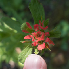 Castilleja affinis affinis