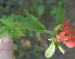 Castilleja affinis affinis