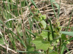 Menispermum dauricum