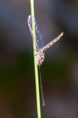 Ululodes macleayanus image