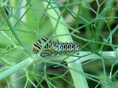 Papilio machaon