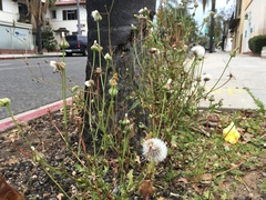 Urospermum picroides